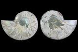 Cut & Polished Ammonite Fossil - Deep Crystal Chambers #78563-1